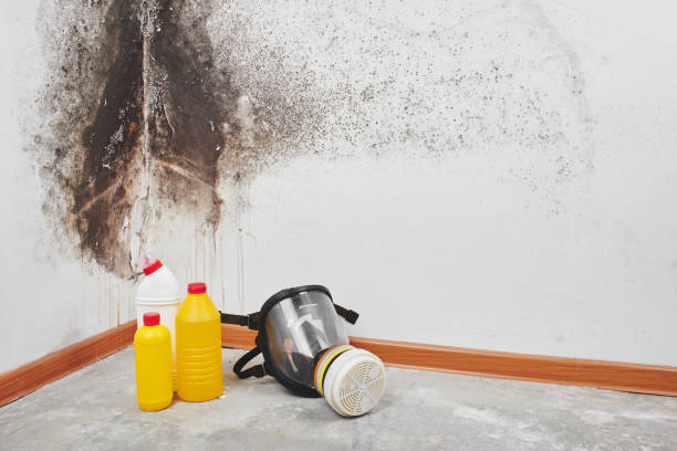  Mount Gay Shamrock, WV Mold Removal Pros