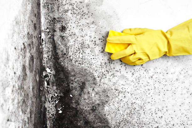 Best Same-Day Mold Removal  in Mount Gay Shamrock, WV