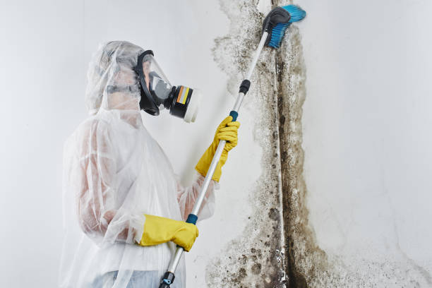 Office Mold Removal Services in Mount Gay Shamrock, WV