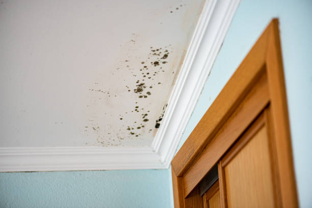 Best Emergency Mold Removal  in Mount Gay Shamrock, WV