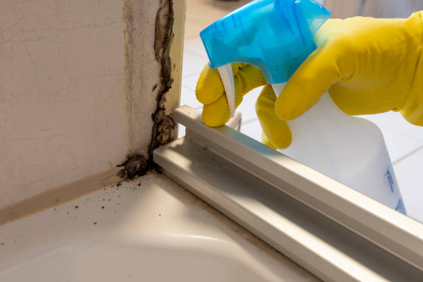 Best Fast Mold Removal  in Mount Gay Shamrock, WV