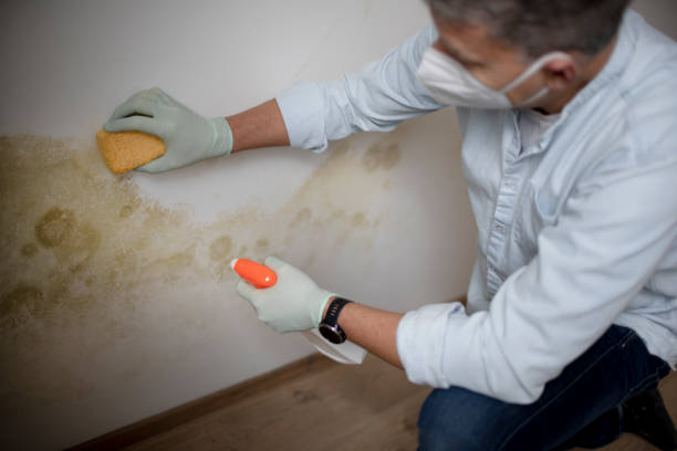 Best Mold Cleaning Services  in Mount Gay Shamrock, WV