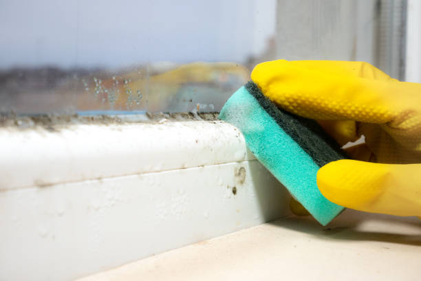 Best Professional Mold Removal  in Mount Gay Shamrock, WV