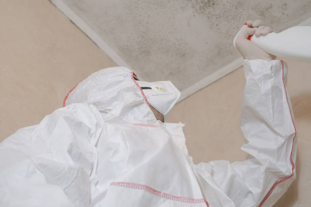 Best Black Mold Removal  in Mount Gay Shamrock, WV