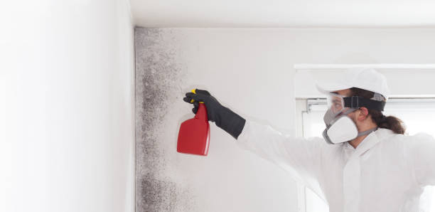 Best Toxic Mold Removal  in Mount Gay Shamrock, WV