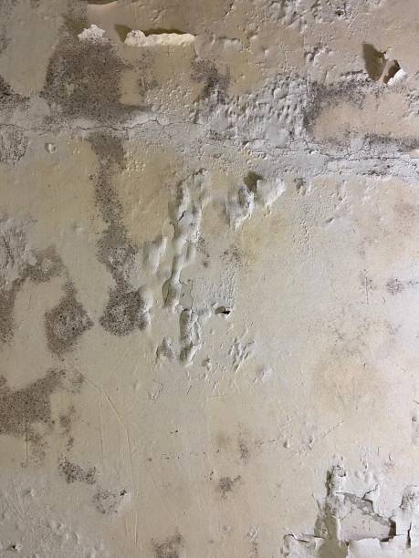 Best Best Mold Removal Companies  in Mount Gay Shamrock, WV