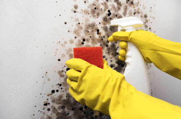 Mold Testing and Removal in Mount Gay Shamrock, WV