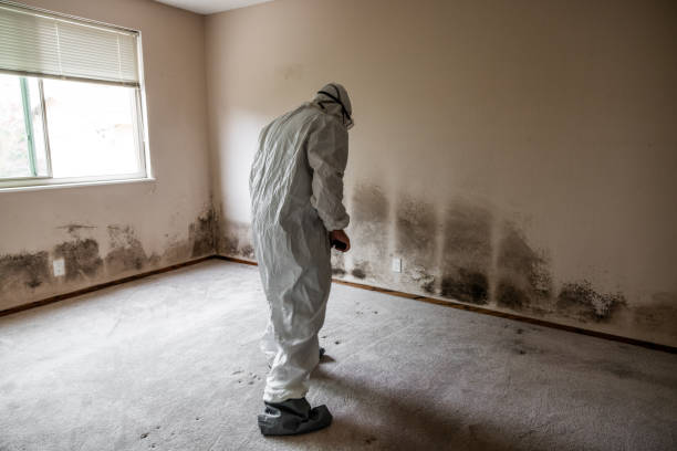 Reliable Mount Gay Shamrock, WV Mold Removal Solutions
