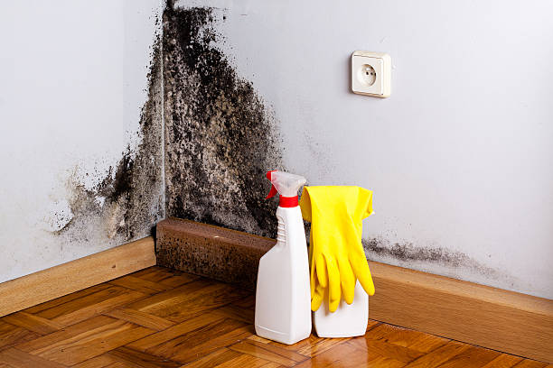 Best Water Damage Restoration  in Mount Gay Shamrock, WV