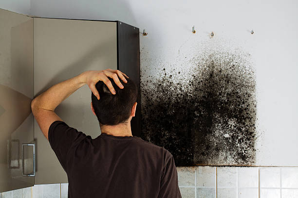 Best Certified Mold Removal  in Mount Gay Shamrock, WV